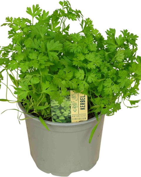 Bio Kerbel im Topf