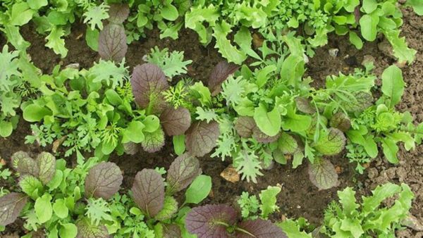 Bio Asia Salate Mix - NEU!