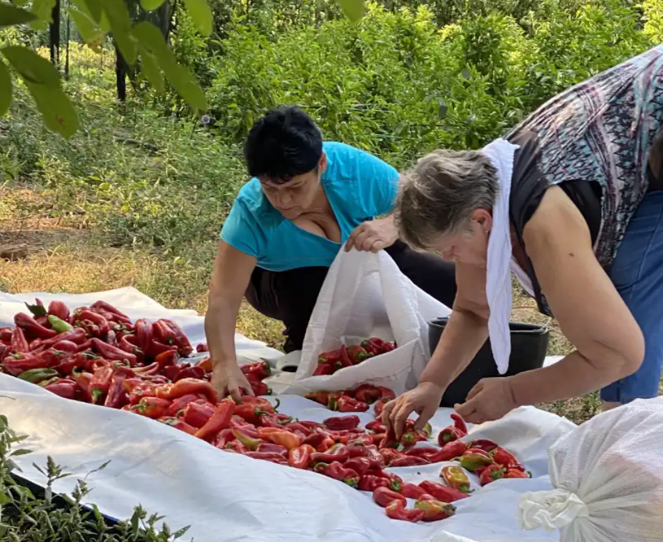 biobalkan_paprikaernte