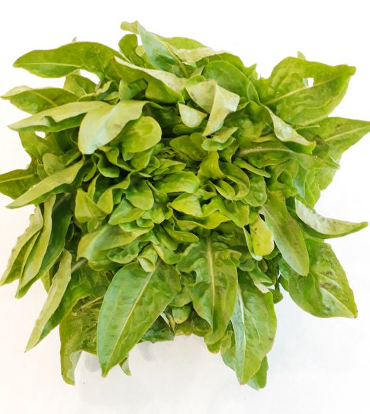 Bio Eichblattsalat (grün)