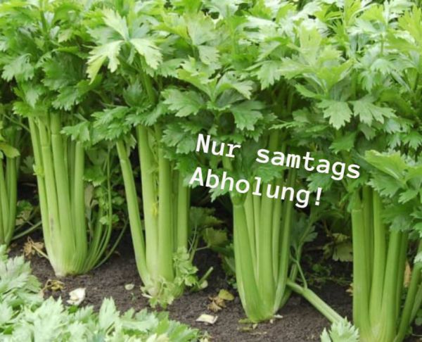 Bio Stangensellerie