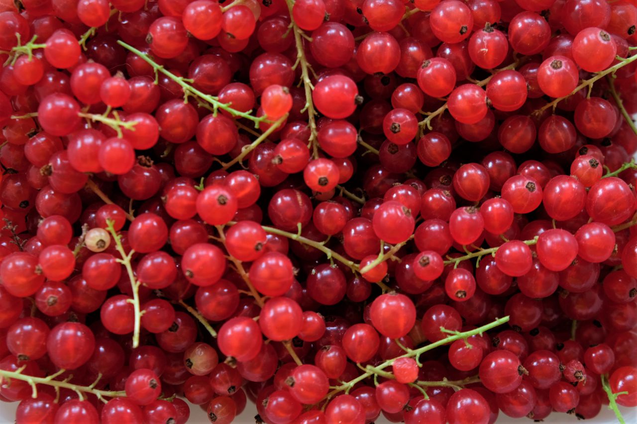 Bio Ribisel rot (begrenzte Verfügbarkeit)