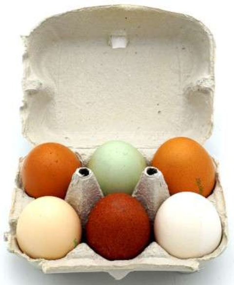 Eier naturbunt - demeter (6 Stk)