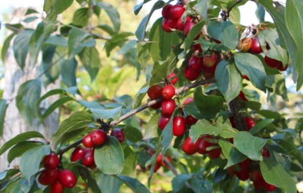 Bio Dirndln (Kornelkirschen) aus Anna Paradeisers Garten