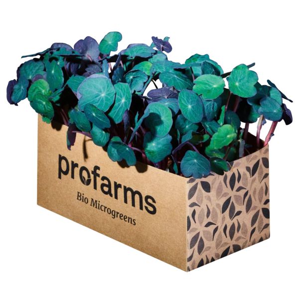 Die kluge Kapuzinerkresse – Bio-Microgreen, 1 Tasse (NEU)