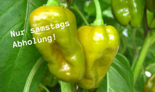 Habaneros (unreif - grün), sehr scharfe Paprikaschoten