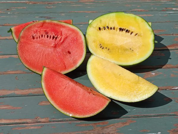 Gelbfleischige Bio Wassermelone (€ 4,0/kg) aus dem Weinviertel
