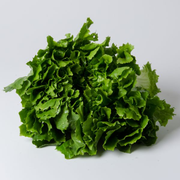 Bio Endivien Salat