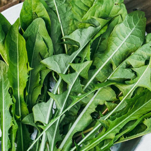 Bio Löwenzahnblätter - jetzt neu!