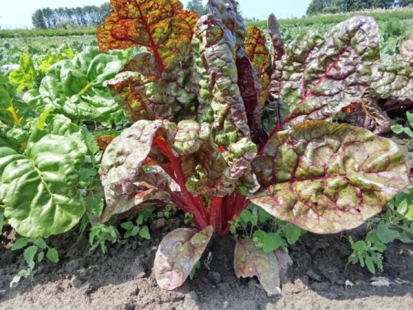 Bio Mangold - die erste Ernte!