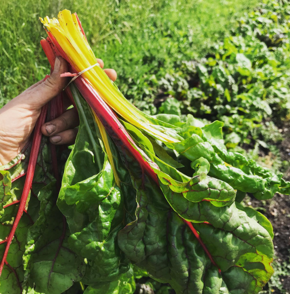 Bio Mangold - jetzt neu