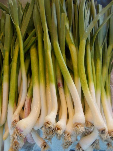 Bio Jungknoblauch (Bund) - jetzt neu!