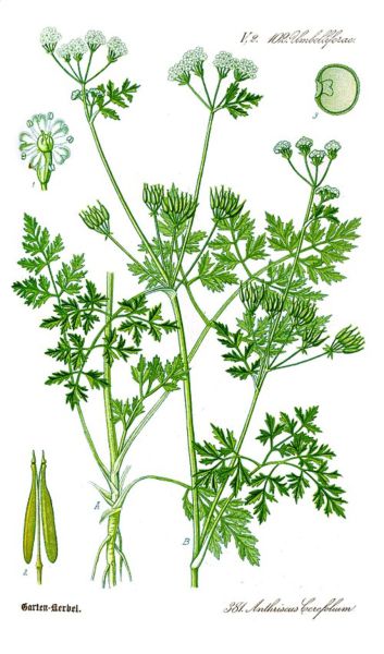 Kerbel - jetzt neu (nach Verfügbarkeit)