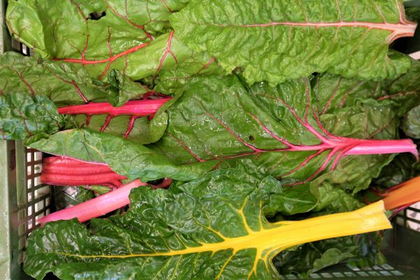 Bio Stielmangold bunt (1 Bund) - NEU!