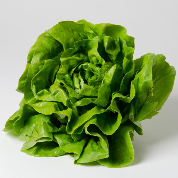Bio Kopfsalat - NEU