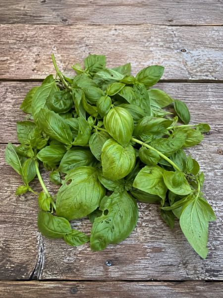 Basilikum zum Pesto machen (Aktion 2024: 1 Kilo/ 35 €)