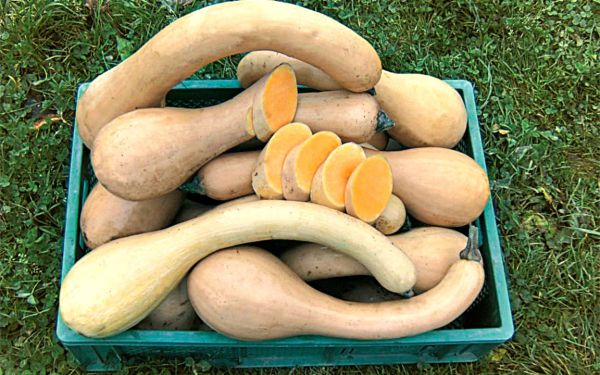 Bio Trombetta di Albenga (aufgeschnitten)
