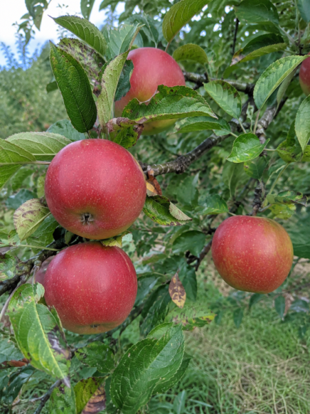 Bio-Summerred Apfel