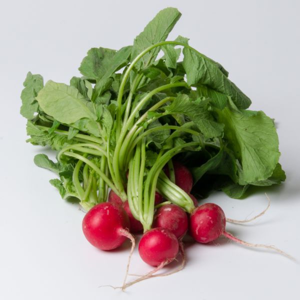 Bio Radieschen rot