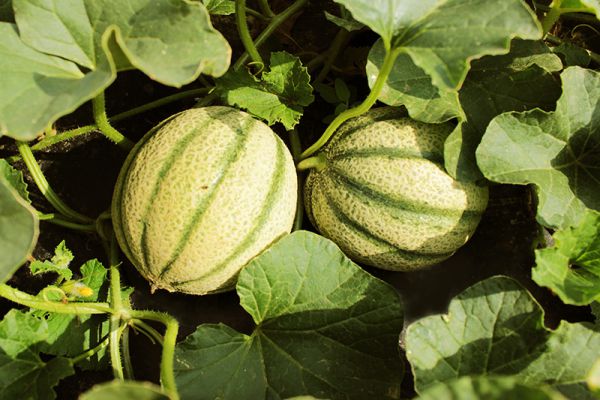 Bio Zuckermelone (4,40€/kg)