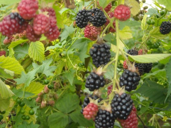 Bio Brombeeren NEU!
