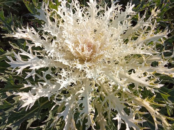 Bio Federkohl (weiss / violett)