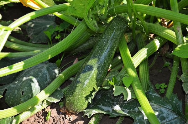 Bio Zucchini vom Feld (grün/gelb) - die ersten!