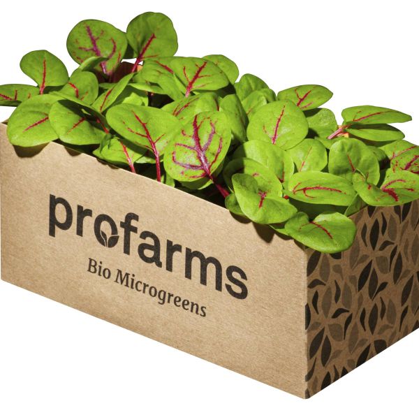 Die virtuose Vene – Bio-Microgreen, 1 Tasse (NEU)