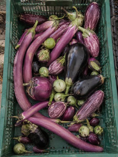 Melanzani Vielfalt-AKTION ab 2kg: 7,9/kg!
