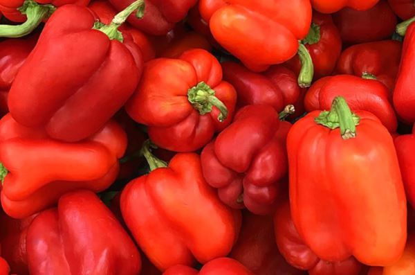 Roter Bio Paprika groß – 1 Stück