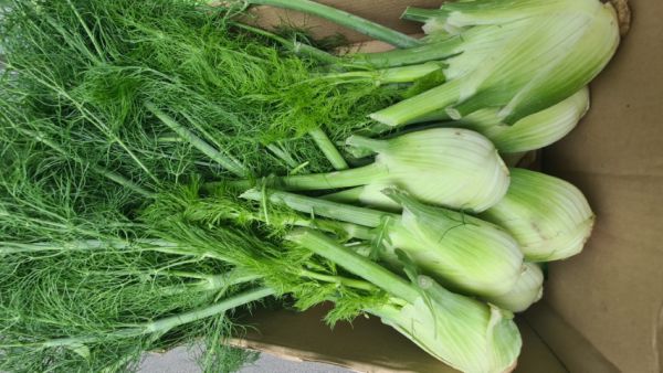 Bio Fenchel mit Grün