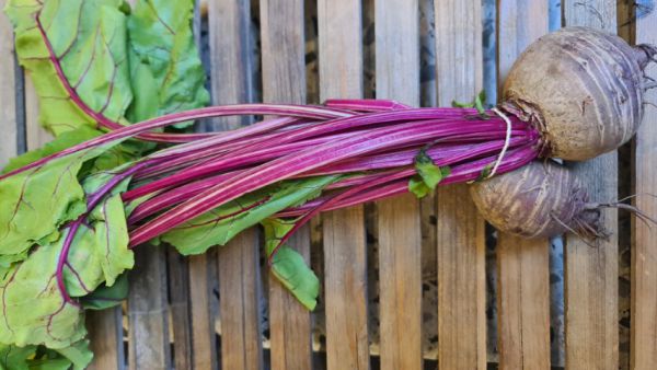 Bio Rote Rüben mit Grün - NEU!