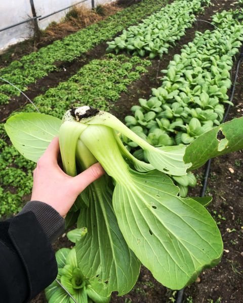 Bio Pak Choi