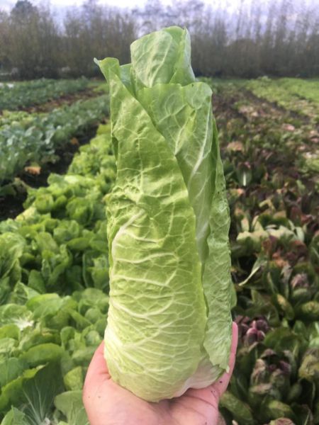 Bio Zuckerhut - NEU!