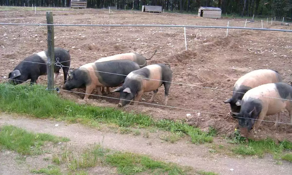 Schweinehaltung-SchoberOxcQxNraejEND