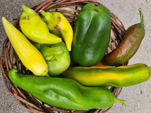 Bio Freiland Paprika Mix - Gärtnerhof GiN