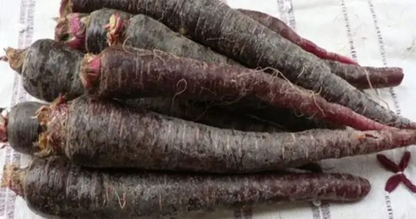 Bio Karotten violett - NEU!