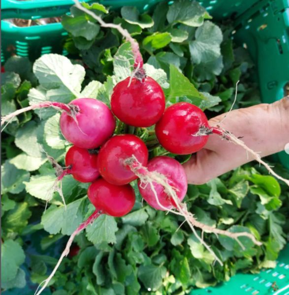 Bio Radieschen Bund rot - jetzt neu!