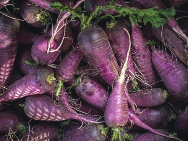 Bio Rettich Lila - NEU