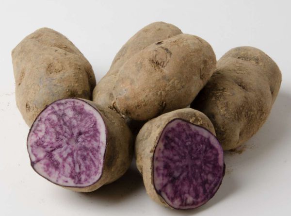 Bio Erdäpfel (Blaue Anneliese) - blaufleischig, festkochend