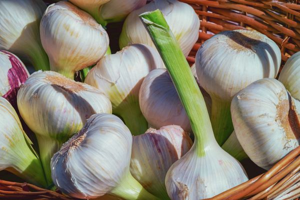 Bio Knoblauch