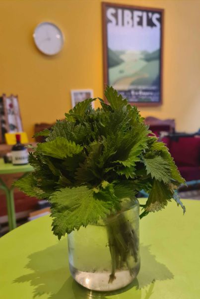 Bio Brennnessel frisch geerntet – Gärtnerhof GiN (Wien)