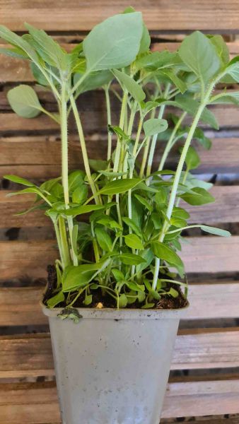 Bio Tulsi (indischer Basilikum) im Topf