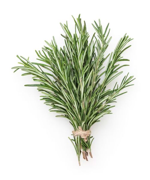Bio Rosmarin (Bund)