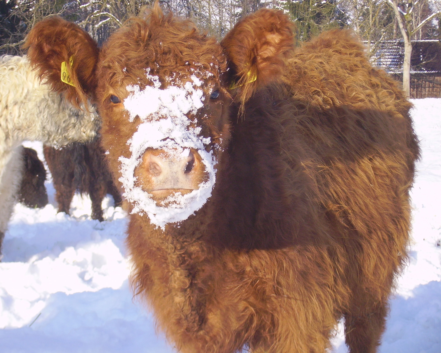 galloway-rind6O80jvUJcABCp