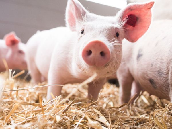 Karree ohne Knochen vom Schwein