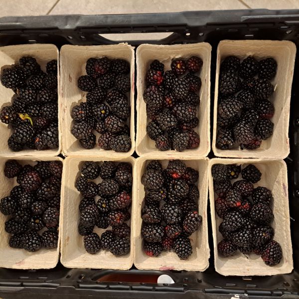 Brombeeren