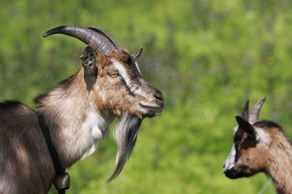 Unsere Ziegen sind nun in Babypause!