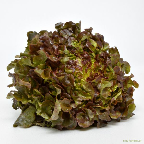 Salat Eichblatt rot