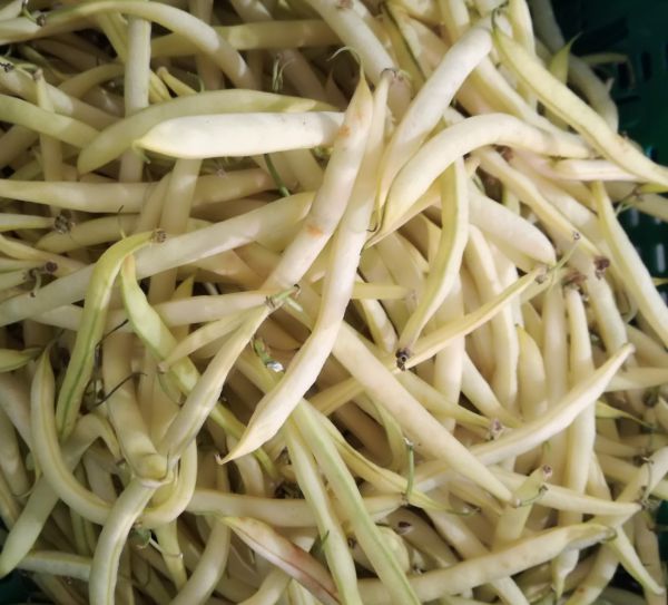 Fisolen gelb